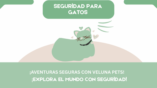 ¿Por qué entrenar a tu gato con un arnés? Descubre un mundo de seguridad, aventura y conexión
