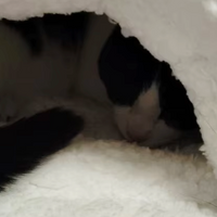 Bolsita acogedora y cómoda para gatos