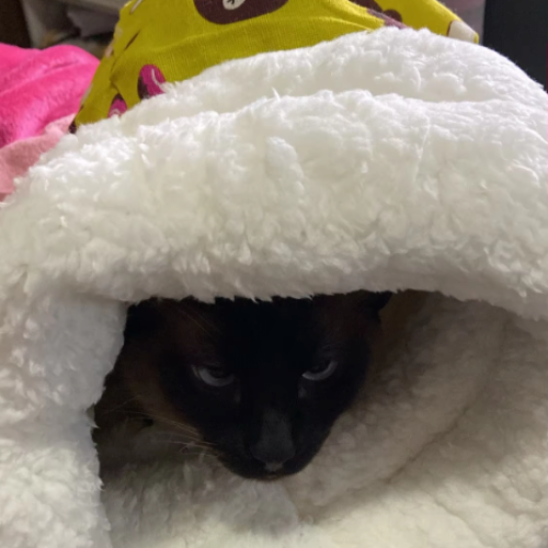 Bolsita acogedora y cómoda para gatos