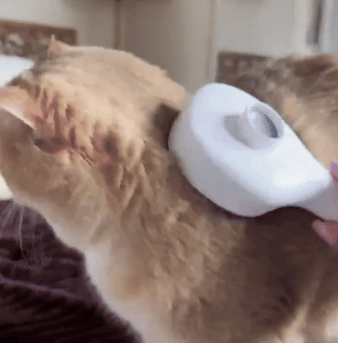 Cepillo de esterilización para un pelaje suave y saludable