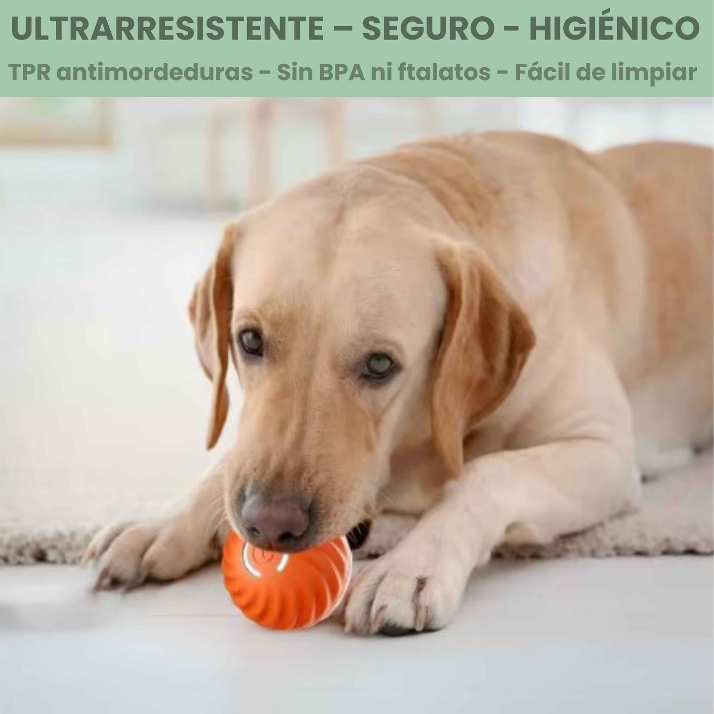 PELOTASALTA - La pelota que salta y cambia de dirección, manteniendo a tu perro activo y entretenido