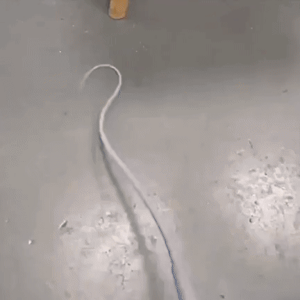 Bastón de juego interactivo para gatos