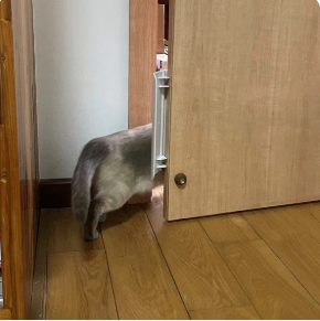 Puerta sin perforación para gatos