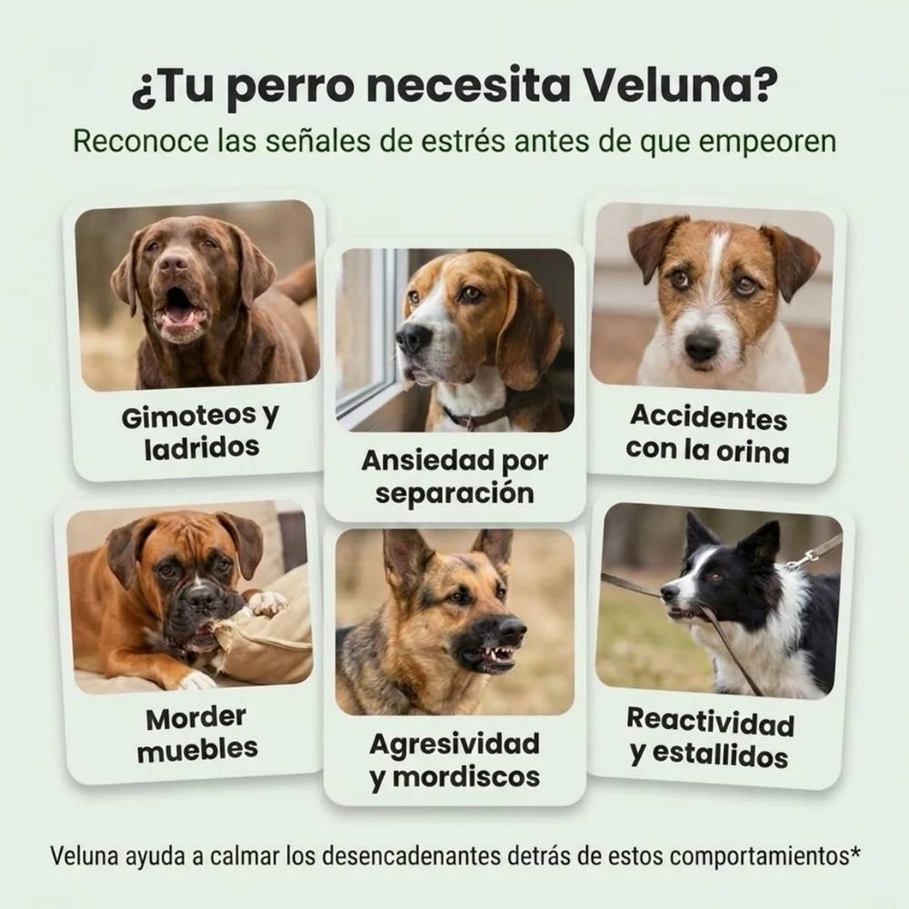 Difusor de Feromonas Veluna para Perros