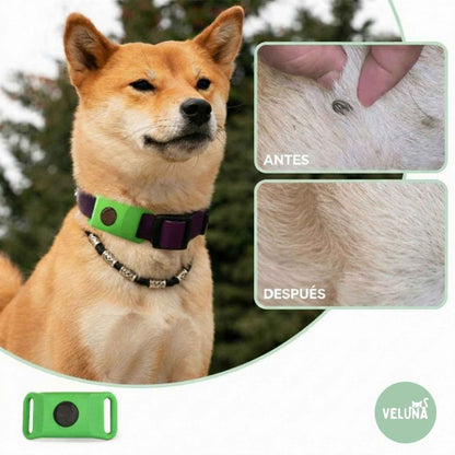 Collar Veluna antipulgas y garrapatas (protección hasta 12 meses)