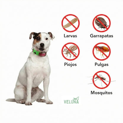 Collar Veluna antipulgas y garrapatas (protección hasta 12 meses)